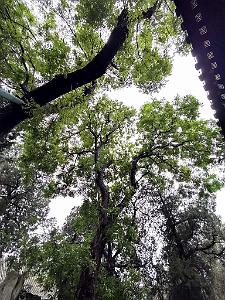 PEKIN - PARC BEIHAI (28)